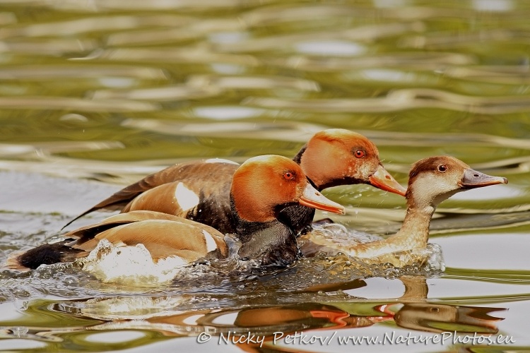 WildLife Photos of Birds, Geese, Ducks & others, Red-crested Pochard, Netta rufina